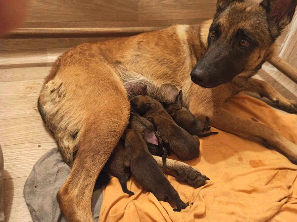 chiot Berger Belge Des Gardiens Du Vanaheim